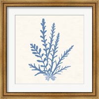 Pacific Sea Mosses III Light Blue Fine Art Print