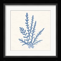 Pacific Sea Mosses III Light Blue Framed Print
