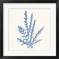 Pacific Sea Mosses III Light Blue Fine Art Print