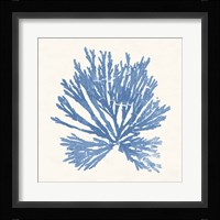 Pacific Sea Mosses II Light Blue Fine Art Print