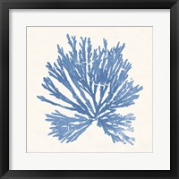 Pacific Sea Mosses II Light Blue Fine Art Print