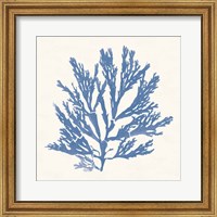 Pacific Sea Mosses I Light Blue Fine Art Print