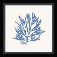 Pacific Sea Mosses I Light Blue Framed Print