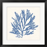 Pacific Sea Mosses I Light Blue Fine Art Print