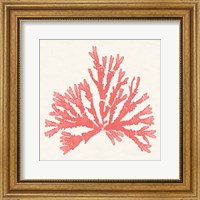 Pacific Sea Mosses IV Coral Fine Art Print