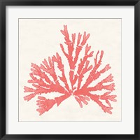 Pacific Sea Mosses IV Coral Fine Art Print
