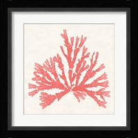 Pacific Sea Mosses IV Coral Framed Print