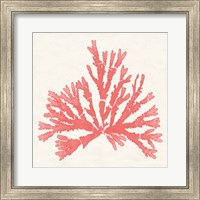 Pacific Sea Mosses IV Coral Fine Art Print