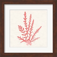 Pacific Sea Mosses III Coral Fine Art Print