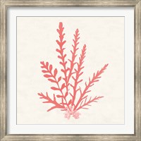 Pacific Sea Mosses III Coral Fine Art Print