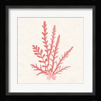 Pacific Sea Mosses III Coral Fine Art Print