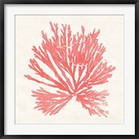 Pacific Sea Mosses II Coral Fine Art Print