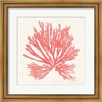 Pacific Sea Mosses II Coral Fine Art Print