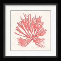 Pacific Sea Mosses II Coral Fine Art Print