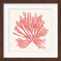 Pacific Sea Mosses II Coral Fine Art Print