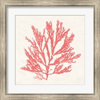 Pacific Sea Mosses I Coral Fine Art Print