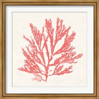 Pacific Sea Mosses I Coral Fine Art Print
