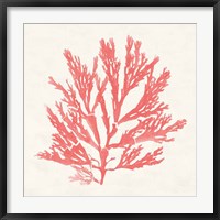 Pacific Sea Mosses I Coral Fine Art Print