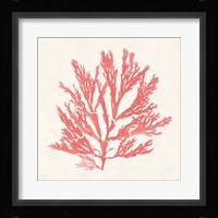 Pacific Sea Mosses I Coral Fine Art Print