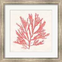 Pacific Sea Mosses I Coral Fine Art Print