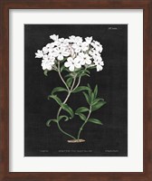 White Botanical on Black Chart VI Fine Art Print
