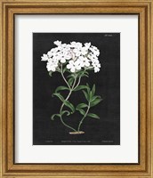 White Botanical on Black Chart VI Fine Art Print