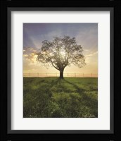 Morning Shadows Fine Art Print