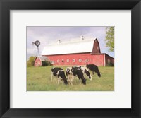 Henderson Cows Fine Art Print