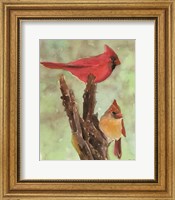 Cardinal 1 Fine Art Print