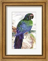 Blue Parrot on Branch 1 Fine Art Print