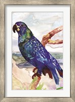 Blue Parrot on Branch 2 Fine Art Print