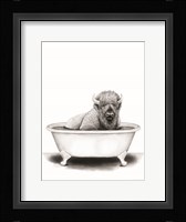 Bison in Tub Framed Print