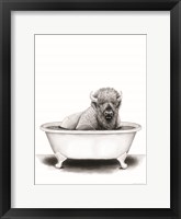 Bison in Tub Framed Print