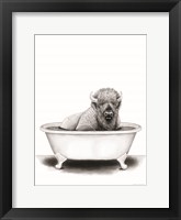 Bison in Tub Framed Print