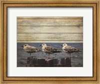 Vintage Seagulls Fine Art Print