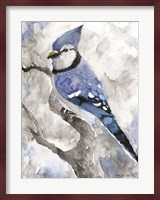 Blue Jay 2 Fine Art Print