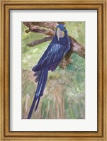 Blue Parrot 1 Fine Art Print