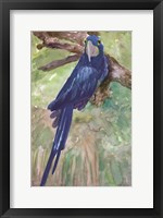 Blue Parrot 1 Fine Art Print
