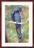 Blue Parrot 2 Fine Art Print