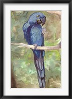 Blue Parrot 2 Fine Art Print