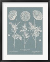 Besler Poppies IV Fine Art Print