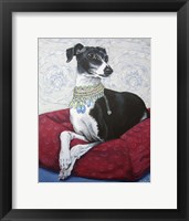 Italian Greyhound on Red Framed Print