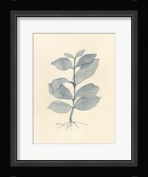 Uprooted II Fine Art Print