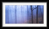 Harriman Woods VI Fine Art Print