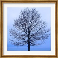 November Tree Fine Art Print