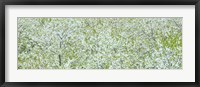 Tree Panorama I Fine Art Print