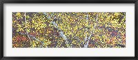 Tree Panorama IV Fine Art Print