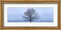 Tree Panorama VI Fine Art Print