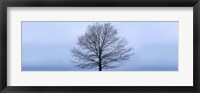Tree Panorama VI Fine Art Print
