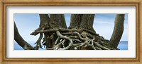 Tree Panorama VII Fine Art Print